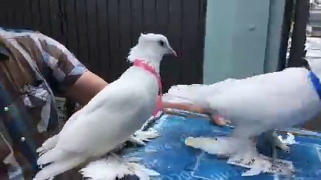 Голуби на свадьбу смотреть онлайн