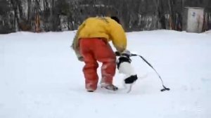 Дрессировка собак в Омске - ОЦССС