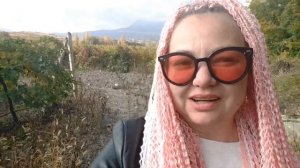 Виноградники в Крыму 2021. Последний урожай в году. Дары южного берега.