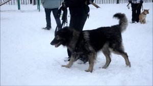 Коррекция агрессии и управление собаками на площадке - обучение хозяев