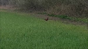 фазан, украшение полей