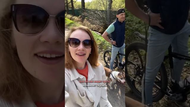 Амстафф лучше хаски ?! #amstaff #shortvideo #staff #pitbull #хаски #haskins #стаффордширскийтерьер