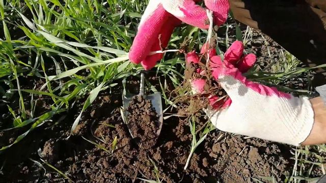 Два узла кущения . Состояние посевов озимых . Первые заморозки. смотреть онлайн