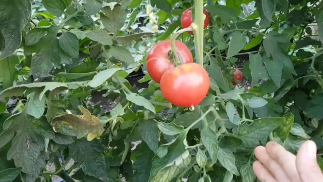 Обломка, обрезка ЛИСТЬЕВ ПОМИДОРА. Зачем. Нужно или нет. КАК смотреть онлайн