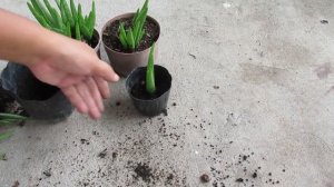 How To Repot Aloe Vera Propagated From A Root Cutting