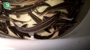 Как вырастить осетра. Просто агроблог