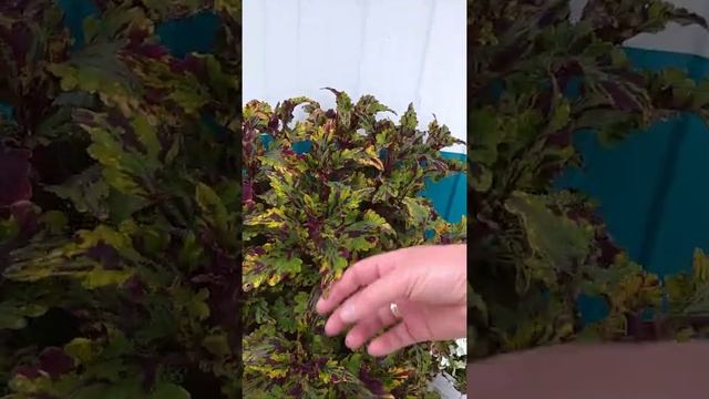 Колеусы 1часть. смотреть онлайн