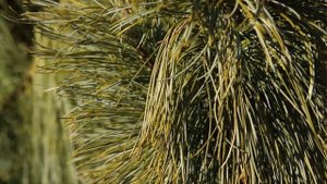 Sosna koreańska 'Jack Corbit' - Rzadki Iglak do Ogrodu (Pinus koraiensis 'Jack Corbit')