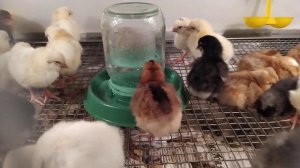 Суточные цыплята "Доминант".Цыплята в брудере.Релакс видео