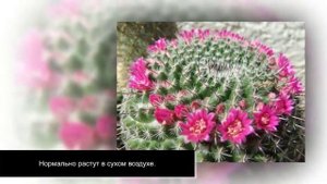 Кактус МАММИЛЯРИЯ. Как вырастить маммиллярию в домашних условиях