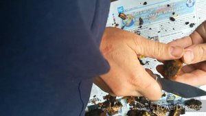 Чага. Где искать чагу. Как заготавливать чагу. Польза чаги. Chaga. Where to find chaga.