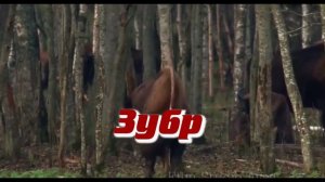 Исчезающие животные России