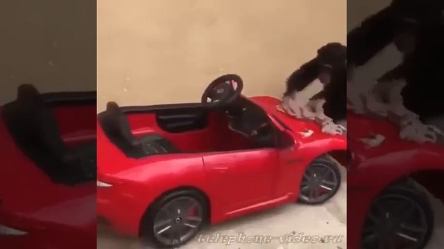 Надо мошину помыть