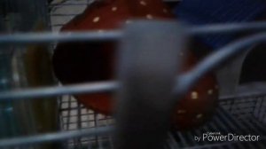 Клетка для хомячка 🐹 Пополнение в семье животных 💕 1 видео ♡ Ким Pets