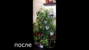 Цветы дома. Мои цветочные полки до переделки и после.