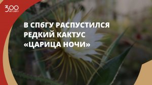 В оранжерее Ботанического сада #СПбГУ распустился редкий кактус «Царица ночи»