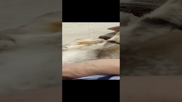 Почесать пузико всегда приятно