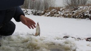 Зимняя ловля плотвы и сороги на севере! часть1