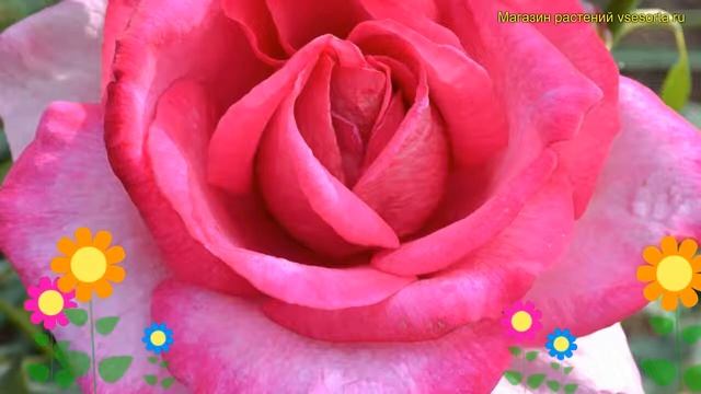 Роза чайно-гибридная Пароле. Краткий обзор, описание характеристик, где купить саженцы Parole смотреть онлайн