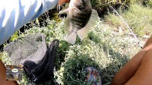 Pesca de tilapia en drenaje con caña y carnada / tilapia fishing.