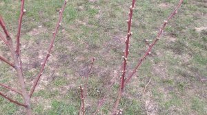 Как перезимовал нектарин  без укрытия на второй год посадки