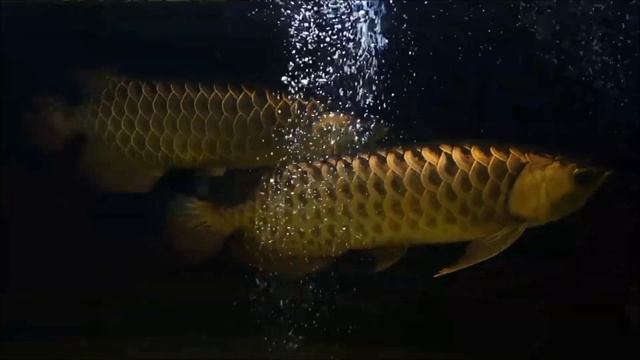 8 Beautiful High Back Golden Arowana Fish | Super Malaysian Gold Arowana смотреть онлайн