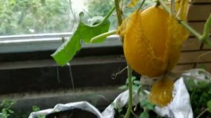 Сбор урожая / Почему завяли листья у дынь и арбузов / Огород в ящиках