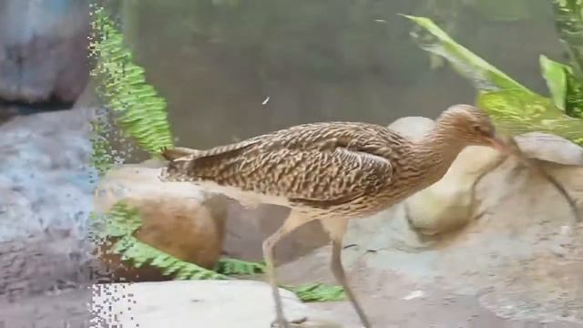 Кроншнеп curlew смотреть онлайн