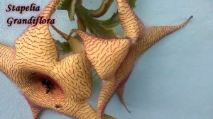 Ну нельзя быть вонючей такой!!! Cтапелия Грандифлора/Stapelia Grandiflora. Доминикана.
