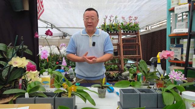 Norman Fang Live! Episode 107 To cut or not to cut the spike смотреть онлайн