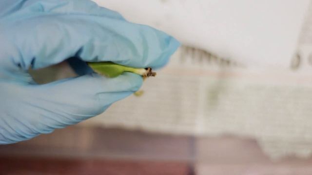 Реанимация фаленопсиса с гнилыми корнями. Как не надо сажать орхидеи. P. Zheng Min Anaconda смотреть онлайн