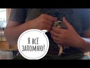 Сыч Лучик пьёт лекарства. Арбузим маленькую сову