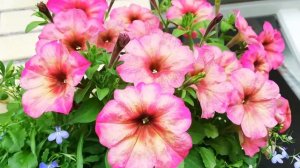 Петуния "F1 Алый рассвет" от компании ГАВРИШ.#петуния