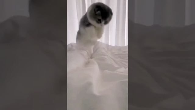 Котик проснулся утром в кровати смотреть онлайн