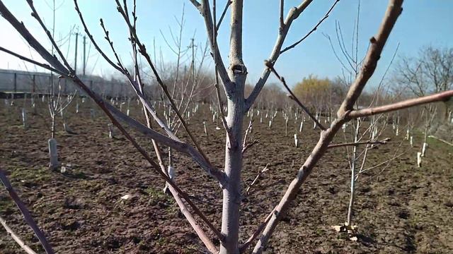 Формировка персика веретеном, второй год вегетации. смотреть онлайн