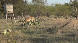 Burris Optics OracleX Range Finding crossbow sight in action!