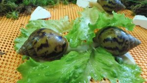 #АХАТИНАТИГР АЛЬБИНО ПРОДАЮ УЛИТОК#СОДЕРЖАНИЕ, КОРМЛЕНИЕ АХАТИНА ТИГР#ПИТОМНИКМАРИМИСТИК#куплюулитк