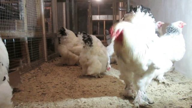 Брама Колумбийская, конец октября 2022 г, Дарьин двор смотреть онлайн