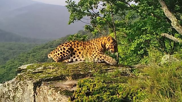 Леопард из Приморья попал в объектив фотоловушки.