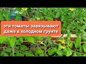 Могут ли завязаться помидоры в холоде  Самые стойкие томаты У Биатлона завязи на 4 кисти
