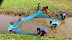 Amazing Net Fishing Video - Village People Catching Fish By Net in River (Part-04)