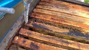 Процесс выхода матки из маточника.