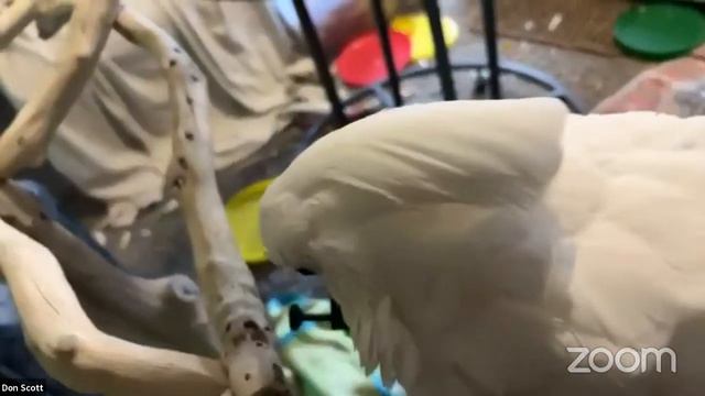 Cockatude: cockatoos with attitude: Chloe Sanctuary LIVE смотреть онлайн