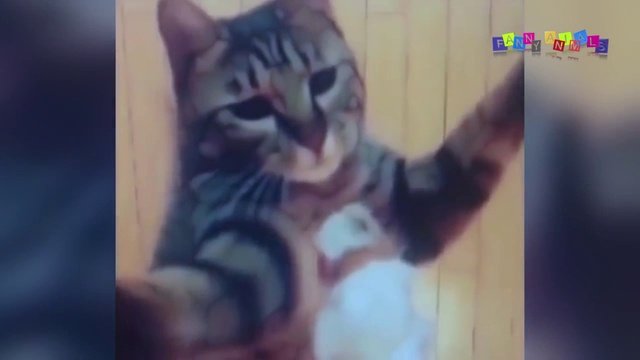 Смешные коты и кошки - видео приколы с кошками.