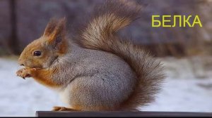 Учим слова (животные)
