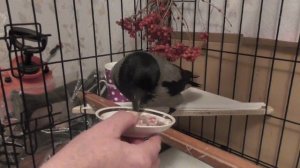 Серая ворона Кар Карыч