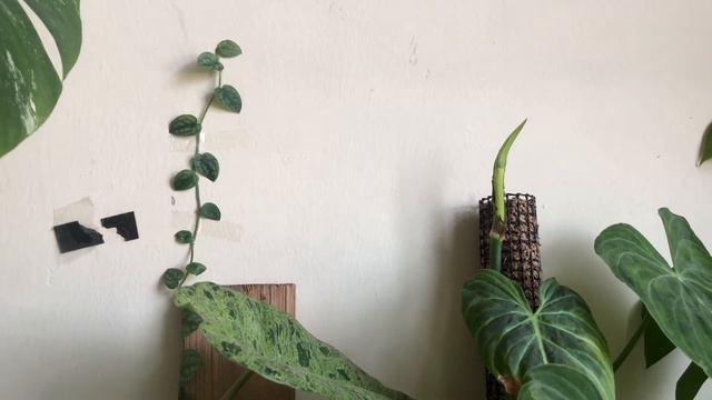 CLIMBING plants and VINING Plants : How to make your plants Climbing | DIY Climbing Plants Ideas