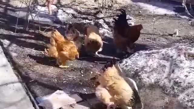 РАЗВЕДЕНИЕ ПТИЦЫ. ИНКУБАЦИЯ КУРИНОГО ЯЙЦА. ПТИЦЕВРДСТВО ОТ А ДО Я