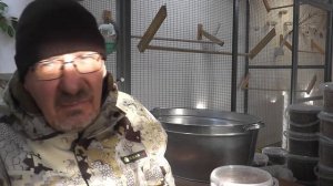 Голозёрный овёс