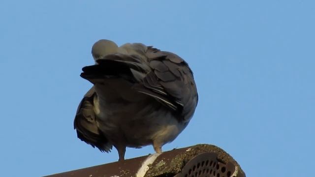 Canon Powershot SX520 HS: Ringeltauben © Lothar Lenz смотреть онлайн